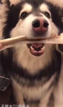 萌宠：犬护食咬主人怎么办，教你几招！有效解决