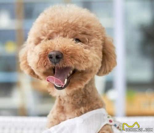 六种陪同型的狗狗！最合适老人和小孩养
