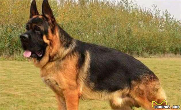 5个理由不养德国牧羊犬，看完你还会养吗？