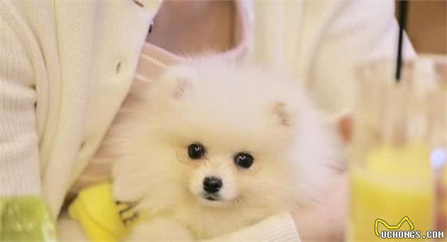 博美犬有这7种表现，说明把你当“父母”了，好好珍惜吧