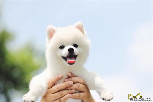 博美犬有这7种表现，说明把你当“父母”了，好好珍惜吧