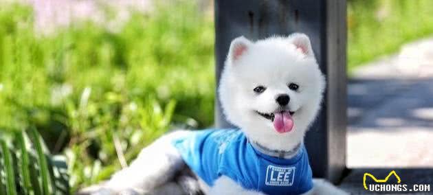 博美犬有这7种表现，说明把你当“父母”了，好好珍惜吧
