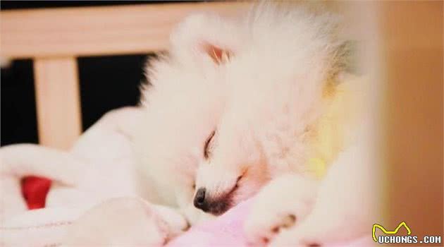 博美犬有这7种表现，说明把你当“父母”了，好好珍惜吧