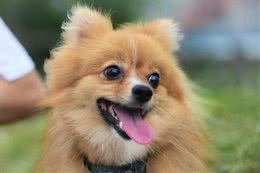 博美犬有这7种表现，说明把你当“父母”了，好好珍惜吧