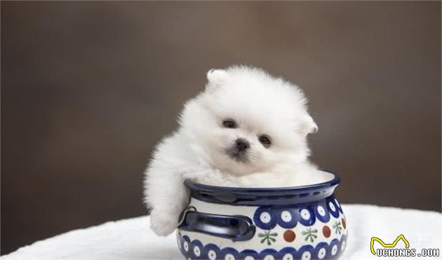关于如何在宠物店挑选一只健康博美犬，满满的干货介绍给你
