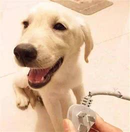 狗狗犯错后一定得好好教训不然等长大会给你惹出更大的麻烦