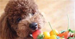 除了吃犬粮，这6种食物，泰迪犬越吃越健康，一般家庭都有！