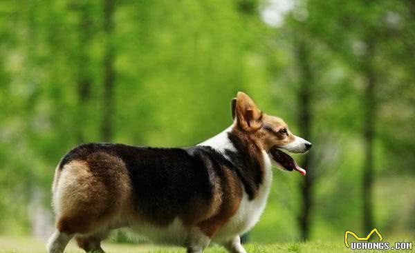 来自神秘国度的小仙子—威尔斯柯基犬