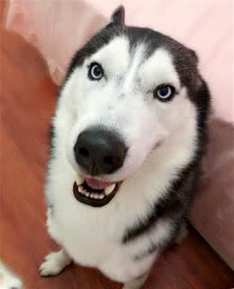 养宠大机密：怎样减轻狗狗的分离烦躁症（拆家）？