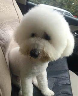 带比熊犬去做美容，没想到接回狗狗时不敢认了：这是我家狗吗？！