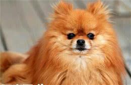 博美犬会咬人吗训练博美犬不咬人的方法
