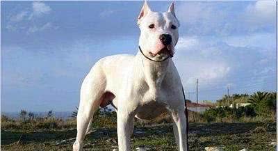 清点10种超帅气的獒犬！哪一种是你心目中的獒犬之王？