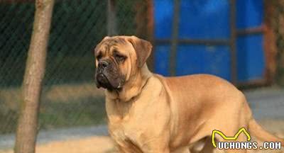 清点10种超帅气的獒犬！哪一种是你心目中的獒犬之王？