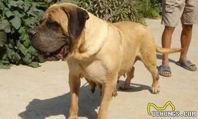清点10种超帅气的獒犬！哪一种是你心目中的獒犬之王？