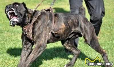 清点10种超帅气的獒犬！哪一种是你心目中的獒犬之王？