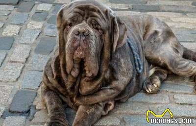 清点10种超帅气的獒犬！哪一种是你心目中的獒犬之王？