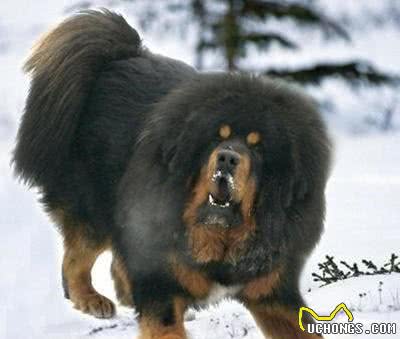 清点10种超帅气的獒犬！哪一种是你心目中的獒犬之王？