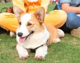 柯基犬毛质粗糙暗淡？这些“美毛”食材，主人赶紧安排好