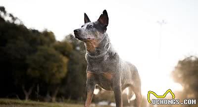 道格队长丨狗狗的训练38期丨11种可训度较高的犬种