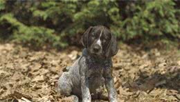 短毛指示犬体味重不短毛指示犬体味比较轻