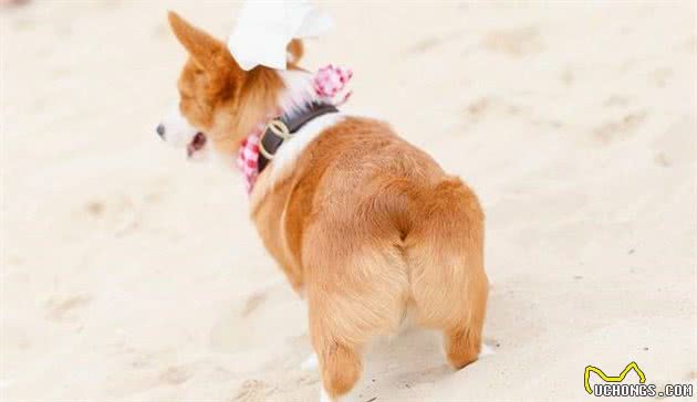 怎么挑选一只品相标准的柯基幼犬