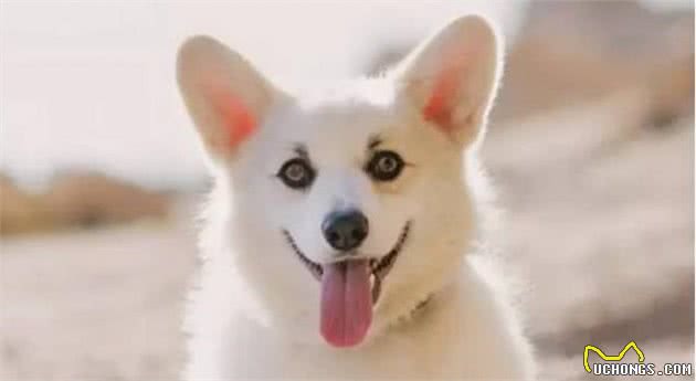 怎么挑选一只品相标准的柯基幼犬