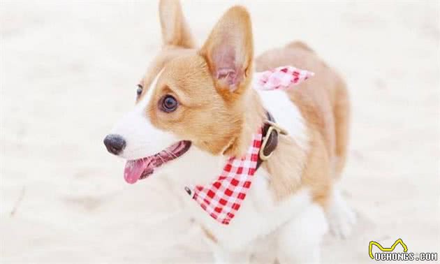 怎么挑选一只品相标准的柯基幼犬