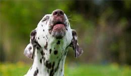 想让犬安静下来？这6个小技巧，能够消灭烦人的吠叫