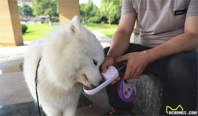 辟谣，狗狗饭后立刻运动对身体好？并不是如此，严重时会致其胃扭转