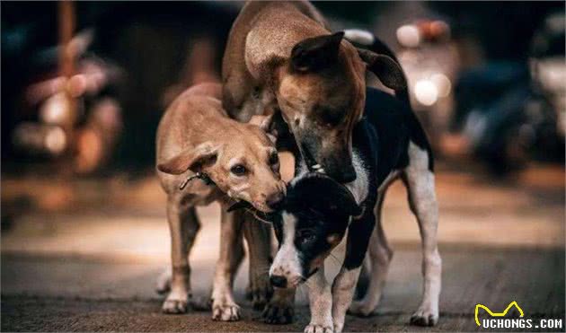 犬护食六亲不认，并不是狗狗天性，这个锅要铲屎官背