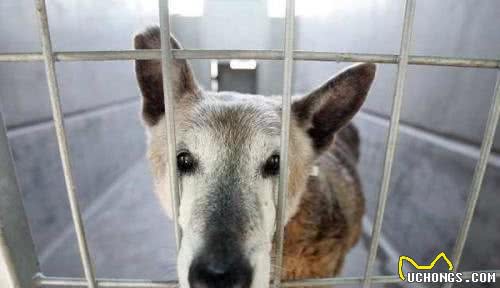 犬护食六亲不认，并不是狗狗天性，这个锅要铲屎官背
