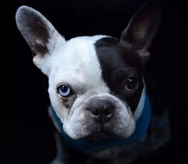 法斗犬的精养之道：大耳朵贵族法国斗牛犬的一些常见疾病