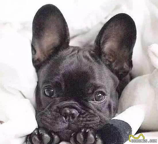 法斗犬的精养之道：大耳朵贵族法国斗牛犬的一些常见疾病