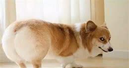 喜欢柯基犬吗?带你了解柯基犬的7个特点