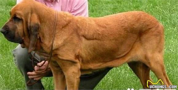 寻血猎犬耐力怎么样寻血猎犬的耐力是极好的