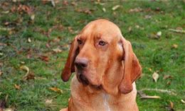 寻血猎犬耐力怎么样寻血猎犬的耐力是极好的