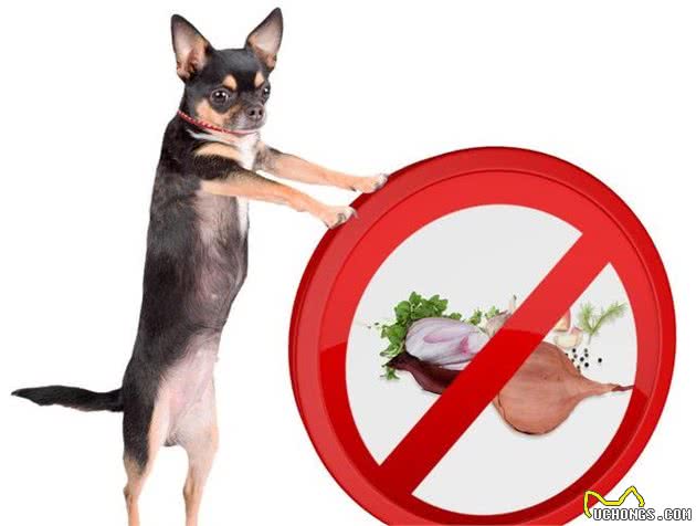 狗狗不能吃的这些东西，你都知道吗？