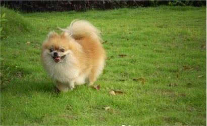 博美犬难养么博美犬饲养要点是什么