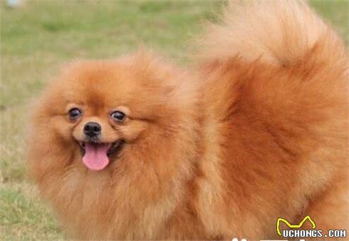 博美犬难养么博美犬饲养要点是什么