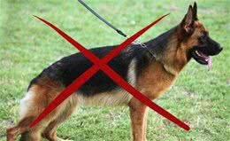 德国牧羊犬明明很优秀，却被城市“禁养”，离不开这些原因