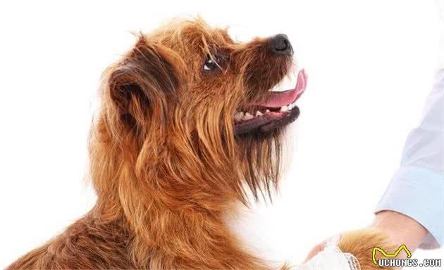 狗狗舔伤口有什么危害呢？犬受伤之后宠主该如何正确处置呢