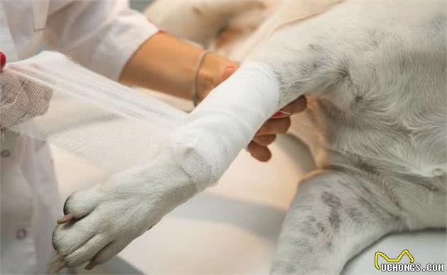 狗狗舔伤口有什么危害呢？犬受伤之后宠主该如何正确处置呢