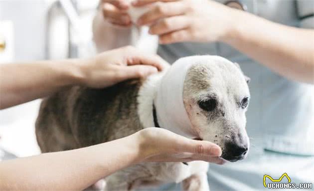 狗狗舔伤口有什么危害呢？犬受伤之后宠主该如何正确处置呢