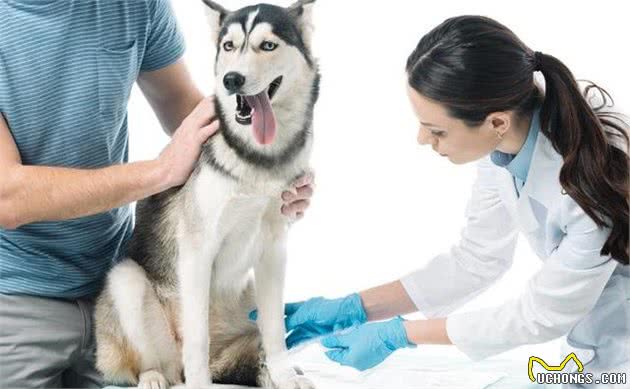 狗狗舔伤口有什么危害呢？犬受伤之后宠主该如何正确处置呢