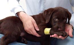 狗狗舔伤口有什么危害呢？犬受伤之后宠主该如何正确处置呢