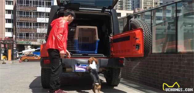 比格犬的性格特点及训练方法—记比格犬图图上学记