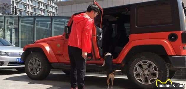 比格犬的性格特点及训练方法—记比格犬图图上学记