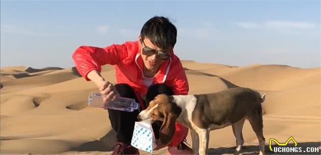 比格犬的性格特点及训练方法—记比格犬图图上学记