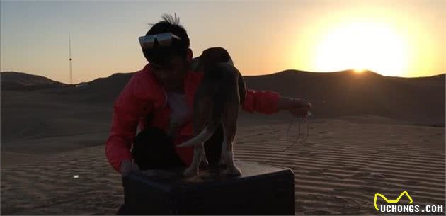 比格犬的性格特点及训练方法—记比格犬图图上学记
