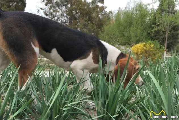 比格犬的性格特点及训练方法—记比格犬图图上学记